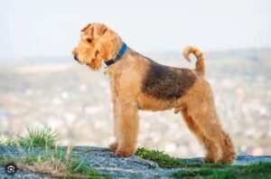 3 Month Old Airedale