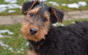 Airedale Terrier Puppies