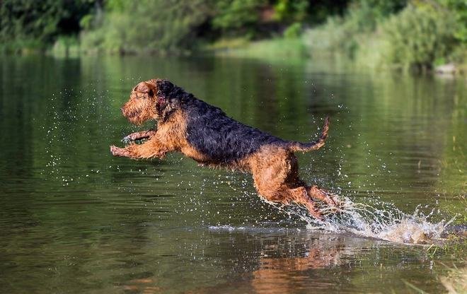 Airedale Terrier Price Guide & Cost Factors