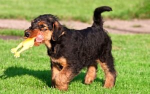 Airedale Terrier puppy diet