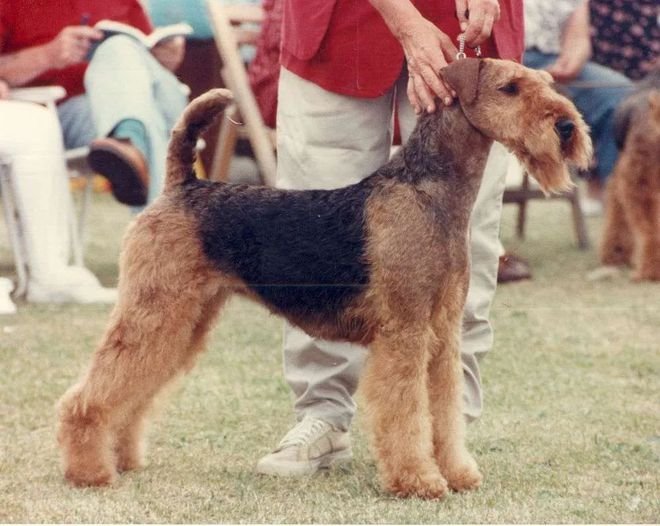 The Ultimate Guide to Airedale Terrier Puppy Care