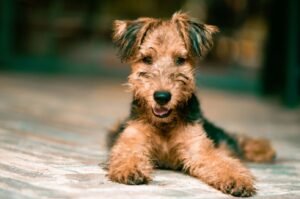 airedale terrier personality