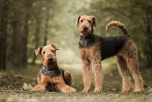 Airedale Terrier puppy training