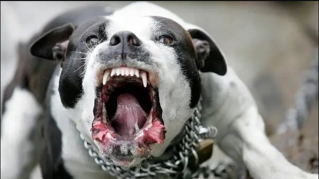 pit bull attacks